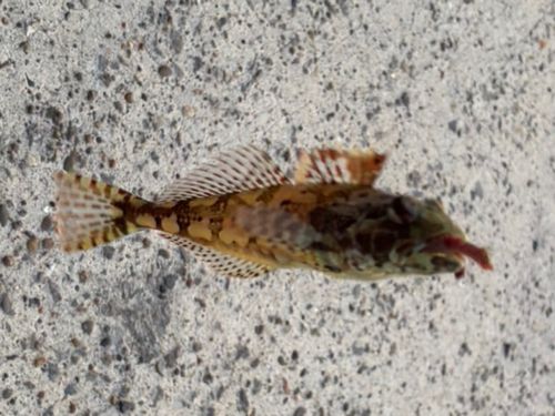 アナハゼの釣果