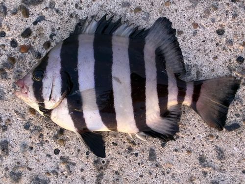 サンバソウの釣果