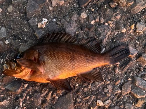 メバルの釣果