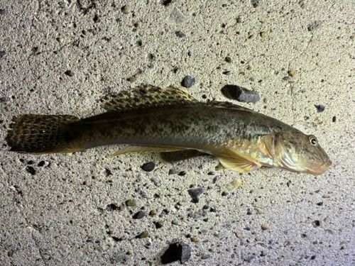 ハゼの釣果