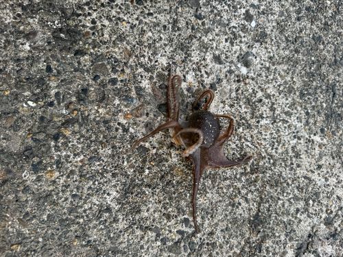 タコの釣果