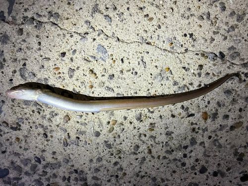 アナゴの釣果