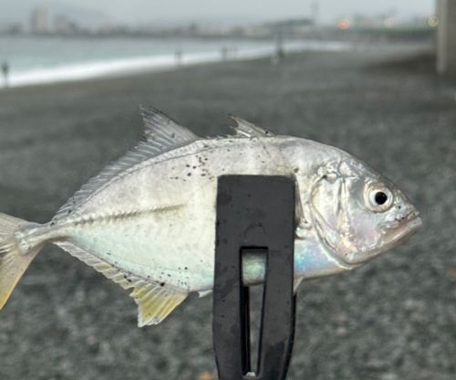 メッキの釣果