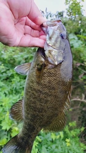 スモールマウスバスの釣果