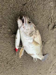 イシモチの釣果