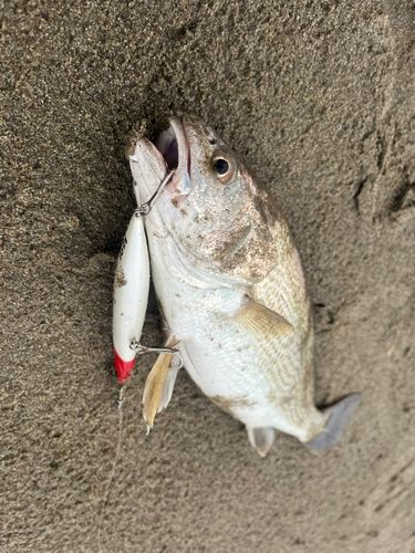 イシモチの釣果