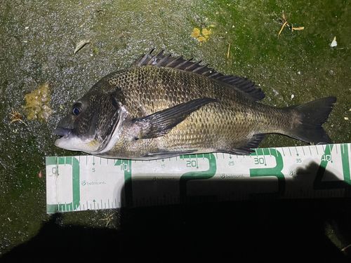 チヌの釣果