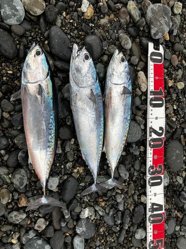 マルソウダの釣果