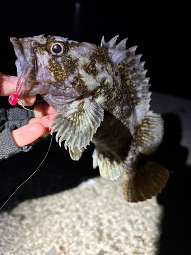オウゴンムラソイの釣果