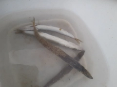 カマスの釣果