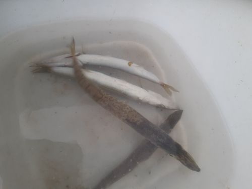 カマスの釣果