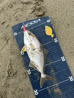 ショゴの釣果
