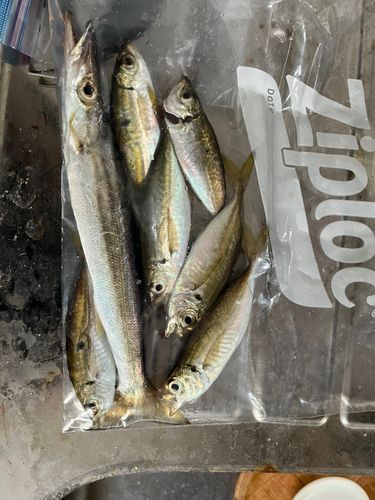 アジの釣果
