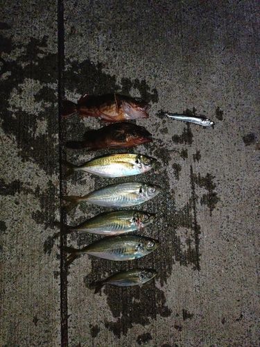 アジの釣果
