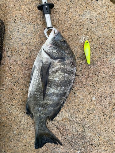 チヌの釣果
