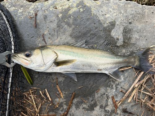 フッコ（マルスズキ）の釣果