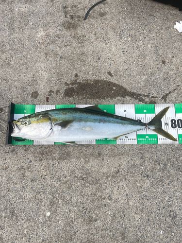 イナダの釣果