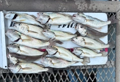 イシモチの釣果
