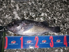 クロソイの釣果