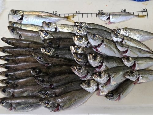 マアジの釣果
