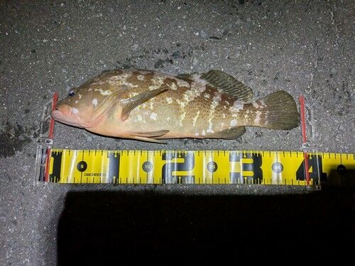 アコウの釣果