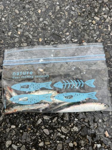 カタクチイワシの釣果