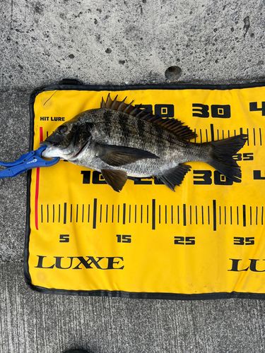 クロダイの釣果