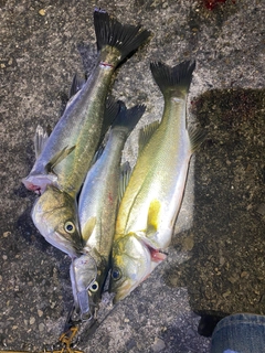 シーバスの釣果