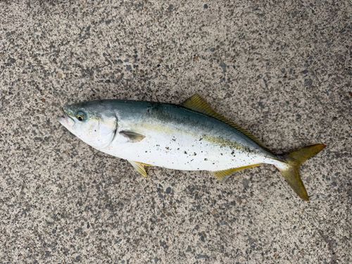 イナダの釣果