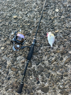 チャリコの釣果