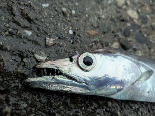 タチウオの釣果