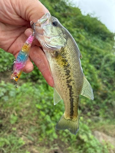 ラージマウスバスの釣果