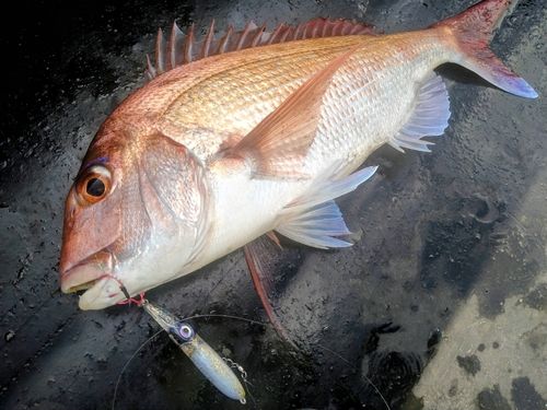 マダイの釣果