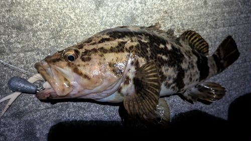 タケノコメバルの釣果