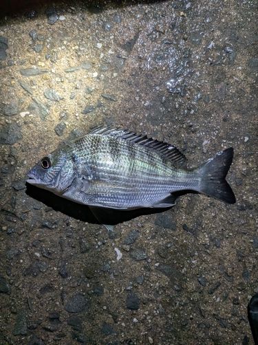 チヌの釣果