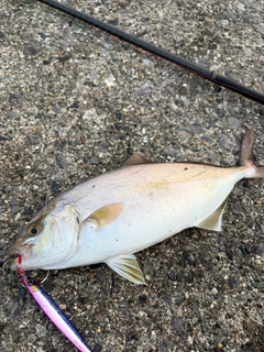 ショゴの釣果