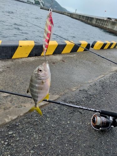 アカカマスの釣果