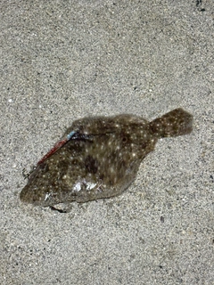 ヒラメの釣果