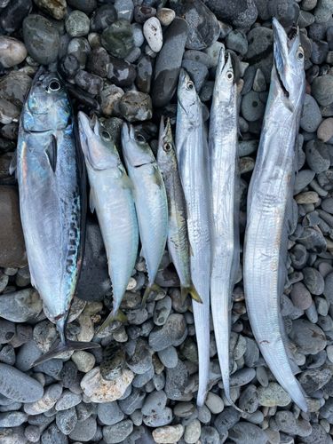 タチウオの釣果