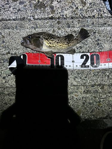 ソイの釣果
