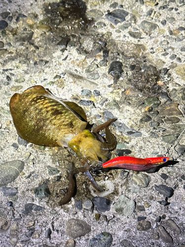 アオリイカの釣果