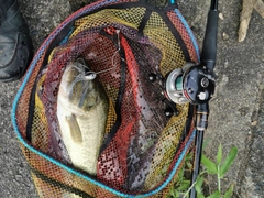 ブラックバスの釣果