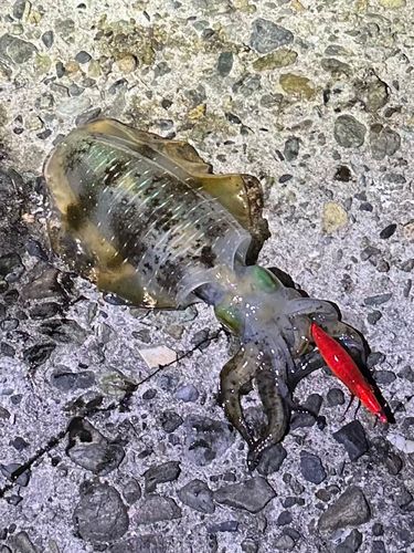 アオリイカの釣果