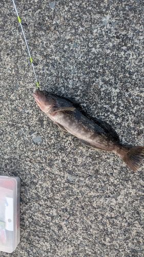 アイナメの釣果
