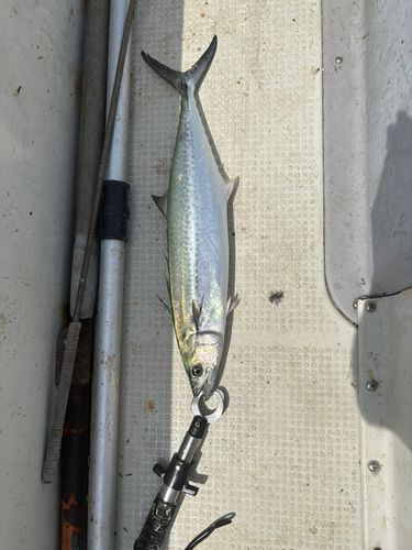 サゴシの釣果
