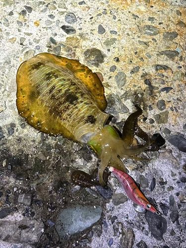アオリイカの釣果