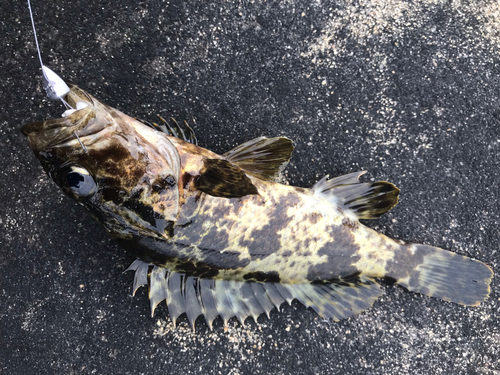 タケノコメバルの釣果