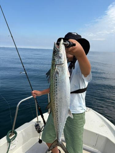 サゴシの釣果