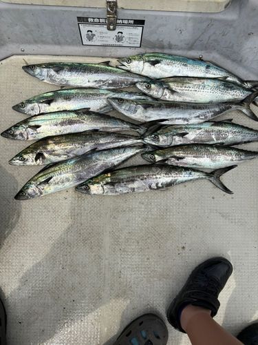 サゴシの釣果