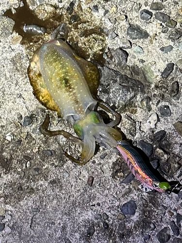 アオリイカの釣果